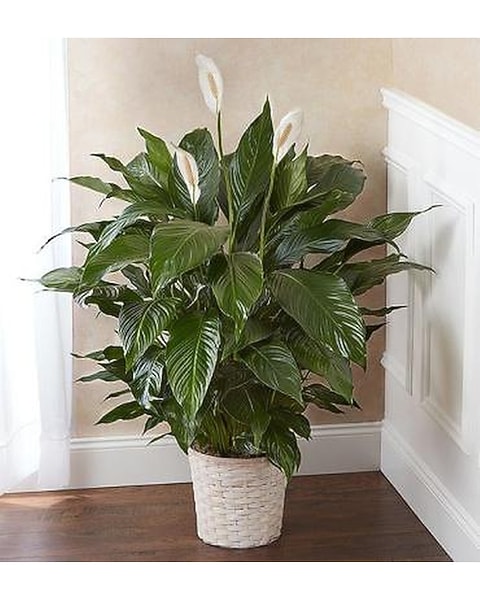 Large Peace lily in Beaverton OR - Westside Florist