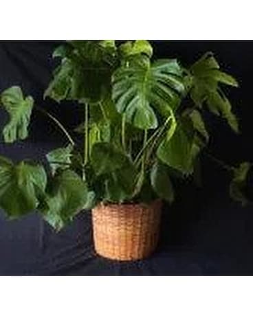 Monstera - Split Leaf Flower Arrangement