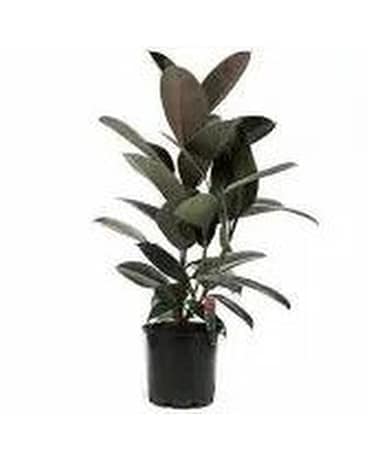 Rubber Tree-Large Flower Arrangement