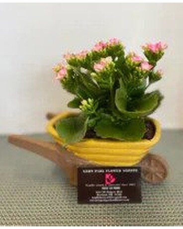 Kalanchoe in a Wheelbarrow Flower Arrangement
