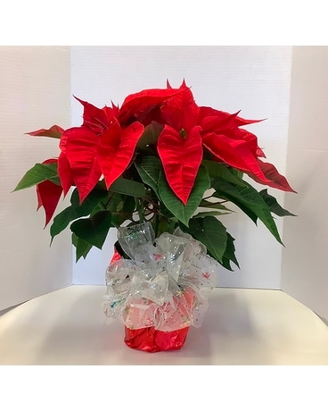 Poinsettia with festive accents Plant