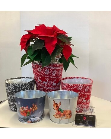 Poinsettia in Festive Pot Cover Plant