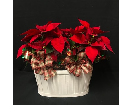 Double Poinsettia in a basket Flower Arrangement