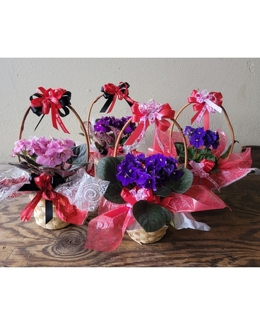 African Violet Plant