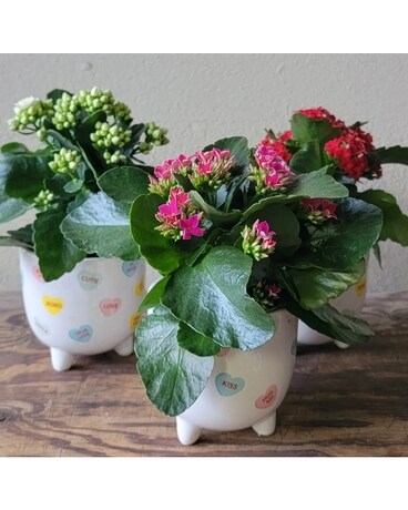 Conversation Heart Kalanchoe Plant