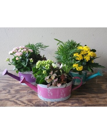 Sweetheart Watering Pitcher Planter Plant
