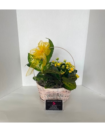 Lush and Colorful Dish garden in a basket Plant