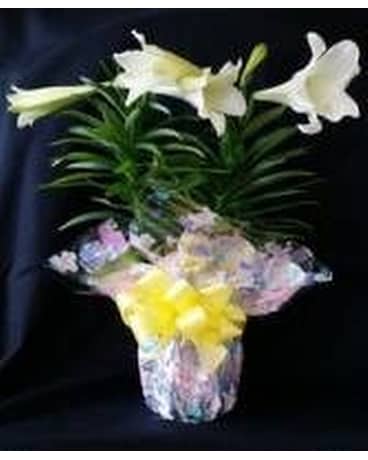 Easter Lily Plant