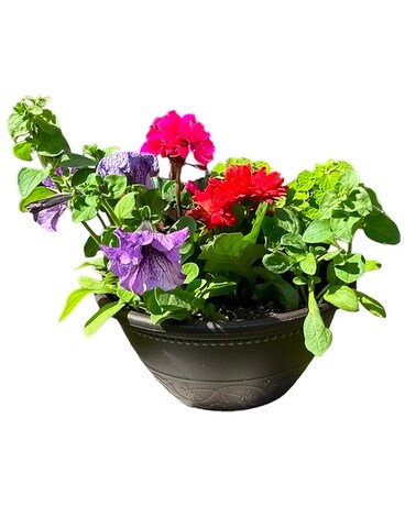 Outdoor Mixed Plant Planter Plant