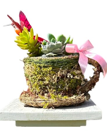 Succulent Hummingbird Teapot Dish Garden Plant