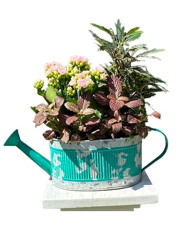 Indoor Watering Can Mixed Dish Garden Plant