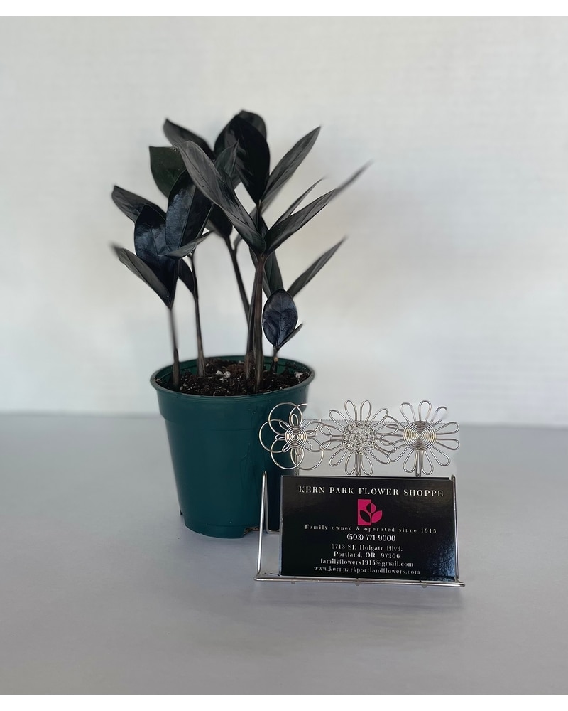 Black ZZ Raven in Portland OR - Kern Park Flower Shoppe