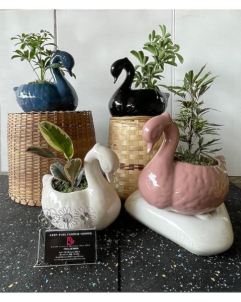 Ceramic Swan Planter - Plants may Vary in Portland OR - Kern Park Flower  Shoppe