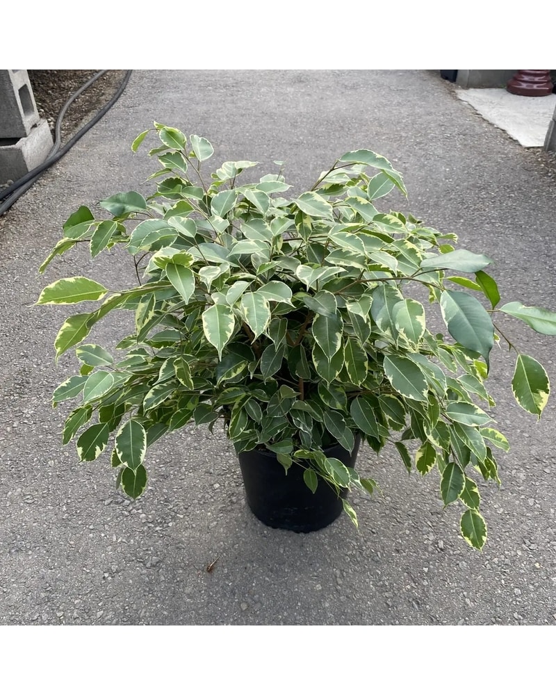 Weeping Fig Ficus Benjamina in Portland OR - Kern Park Flower Shoppe