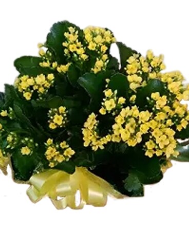 FJ Kalanchoe Plant