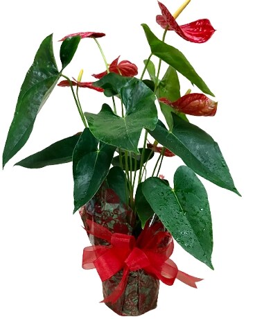 FJ Tropical Plant