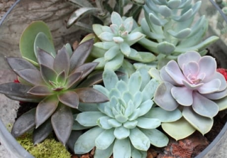 plants & succulents
