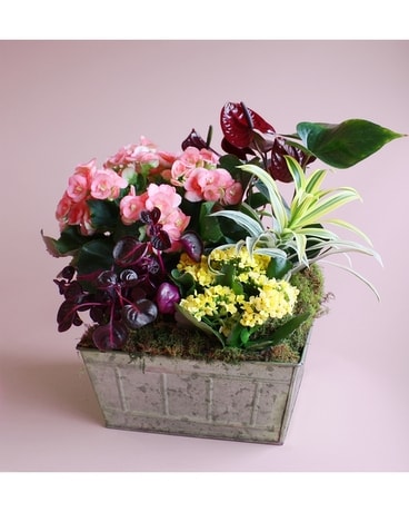 Garden of My Love Plant