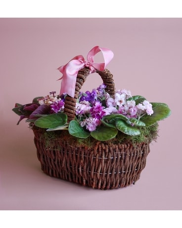 Sweet Violet Plant
