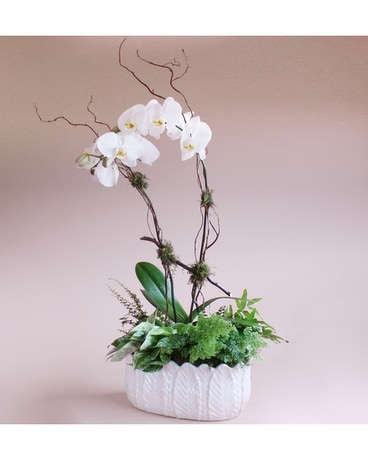 Orchid Escape Plant