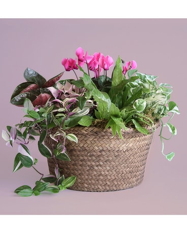 Fancy Foliage Plant