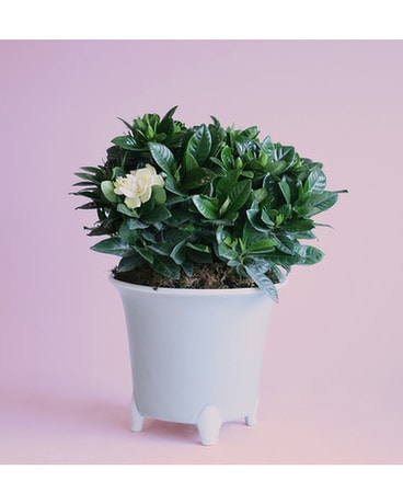 Gardenia Plant