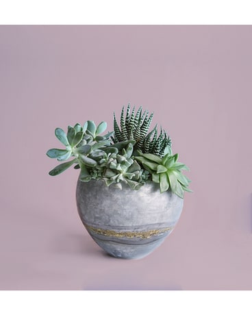 Melange of Succulents Plant