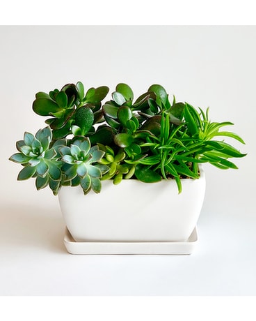 Simply Succulent Plant