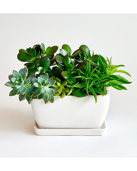 Simply Succulent