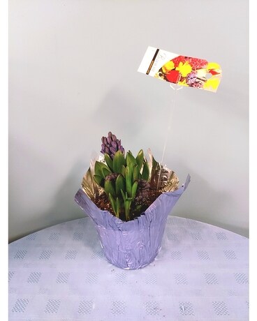 Bloomiong Plant - 6 inch Hyacinth - Purple Plant