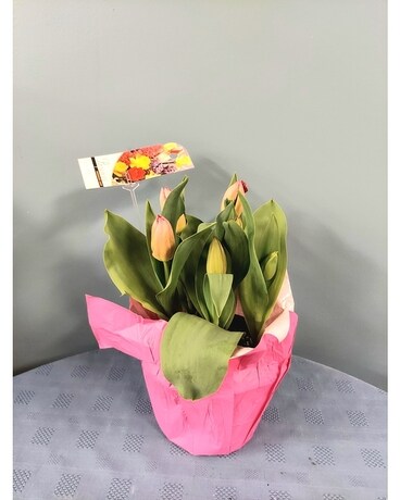Blooming Plant - 6 inch Tulips - Pink Plant
