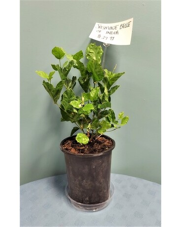 Blooming Plant - Jasmine Belle Of India Plant