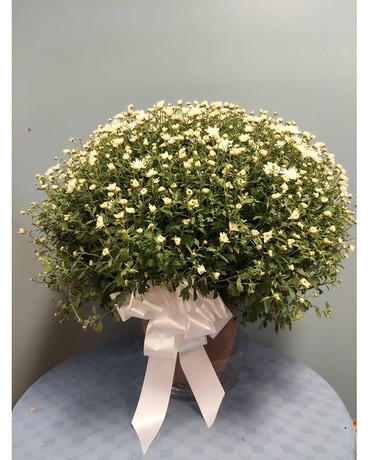 Blooming Plant Mum - Hardy White Plant