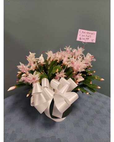 Blooming Plant - Christmas Cactus 8 inch Lt Pink Plant
