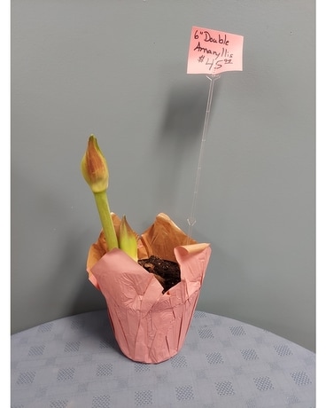 Blooming Plant - Amaryllis Double - Pink Plant