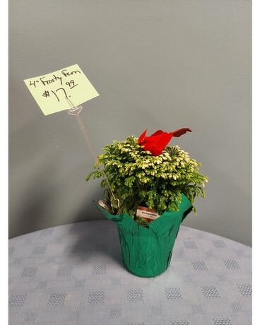 Green Plant - Frosty Fern 4 inch Plant