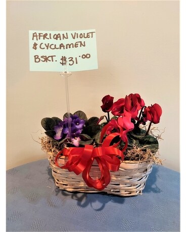 Blooming Plant - African Violet and Cyclamen Baske Plant