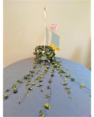 Green Plant - String of Arrows Plant