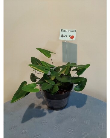 Green Plant - Fern Heart Plant