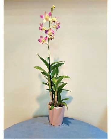 Blooming Plant - Dendrobium Orchid Plant