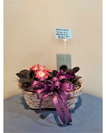 Blooming Plant - African Violet Basket Plant
