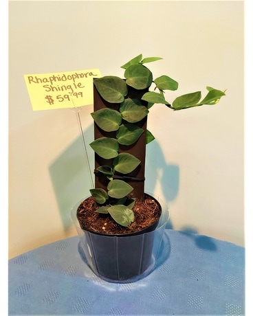 Green Plant - Rhaphidophora Shingle Plant