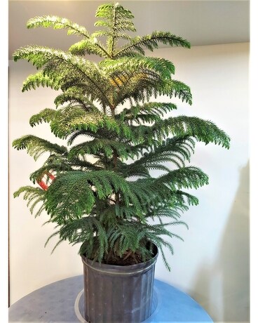 Green Plant - Norfold Island Pine 8 inch Plant