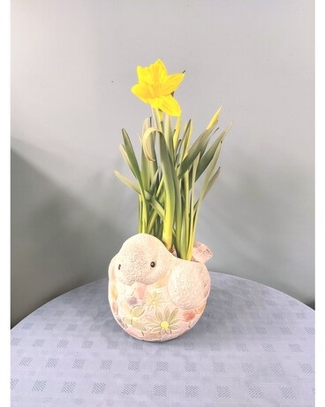 6inch Daffodil in Bird Container Plant