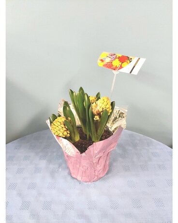 Blooming Plant - 6 inch Hyacinth - Pink Plant