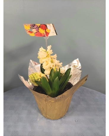 Blooming Plant - 6 inch Hyacinth - White Plant