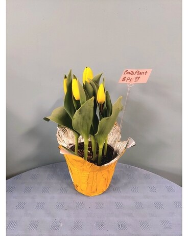 Blooming Plant - 6 inch Tulips - Yellow Plant