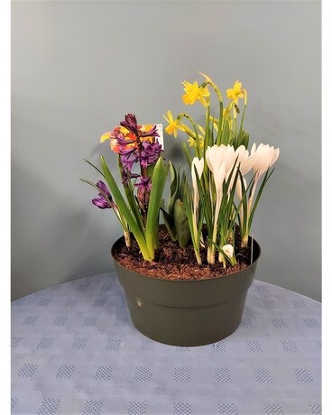 Blooming Plant- 10 inch Mixed Bulbs Plant