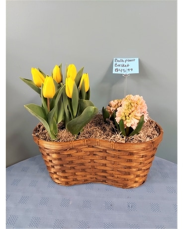 Blooming Plant - Tulips and Hyacinth in Wicker Plant