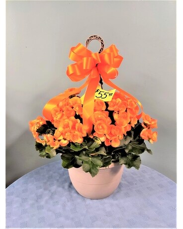 12 inch Hanging Basket Reiger Begonia - Orange Plant